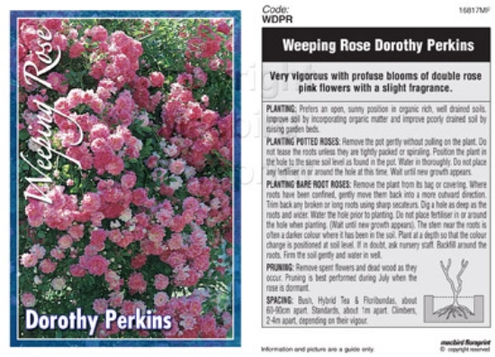 Picture of ROSE DOROTHY PERKINS (WEEPING)                                                                                                                        