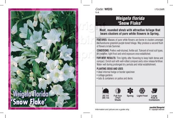 Picture of WEIGELA FLORIDA SNOW FLAKE                                                                                                                            