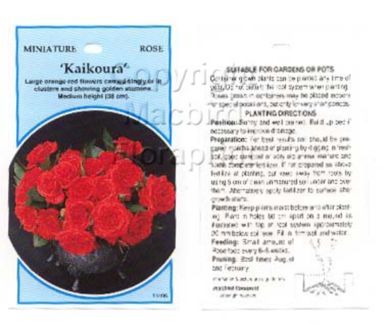 Picture of ROSE MINI KAIKOURA                                                                                                                                    