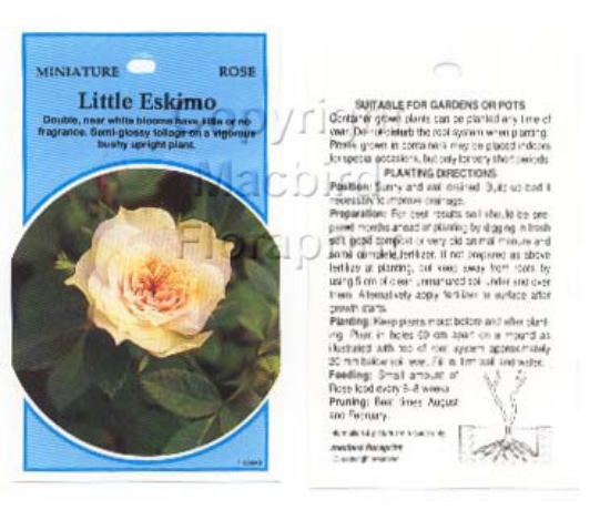 Picture of ROSE MINI LITTLE ESKIMO                                                                                                                               