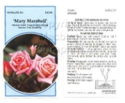 Picture of ROSE MINI MARY MARSHALL                                                                                                                               