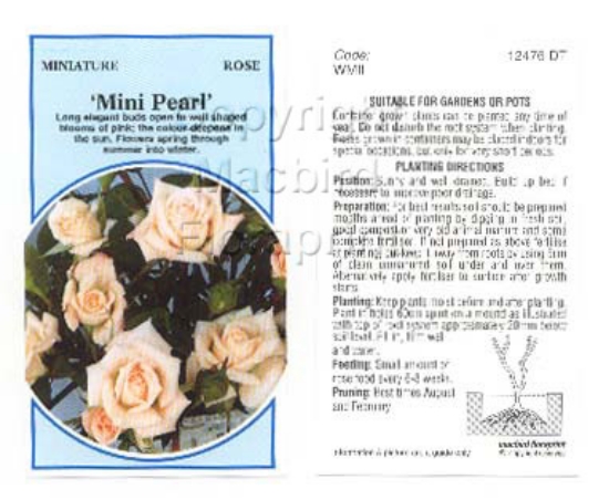 Picture of ROSE MINI MINNIE PEARL                                                                                                                                