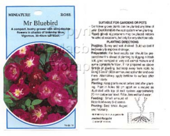 Picture of ROSE MINI MR BLUEBIRD                                                                                                                                 