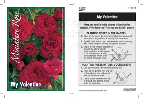 Picture of ROSE MINI MY VALENTINE                                                                                                                                