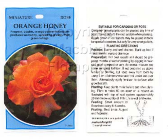 Picture of ROSE MINI ORANGE HONEY                                                                                                                                