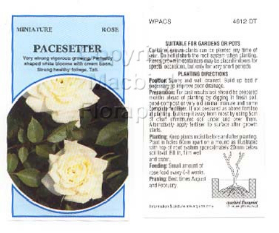 Picture of ROSE MINI PACESETTER                                                                                                                                  