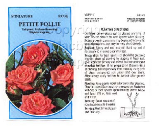 Picture of ROSE MINI PETITE FOLLIE                                                                                                                               