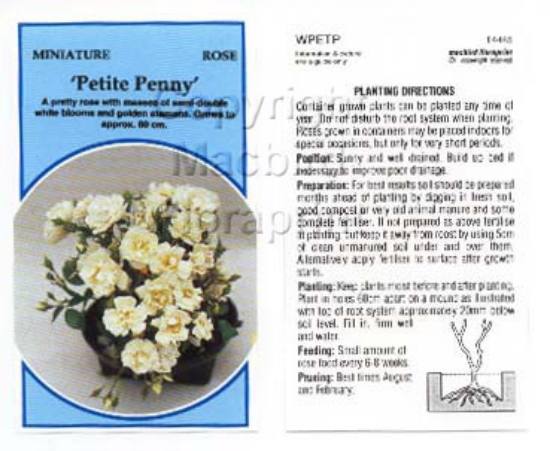 Picture of ROSE MINI PETITE PENNY                                                                                                                                