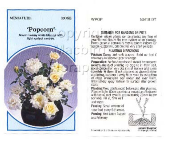 Picture of ROSE MINI POPCORN                                                                                                                                     
