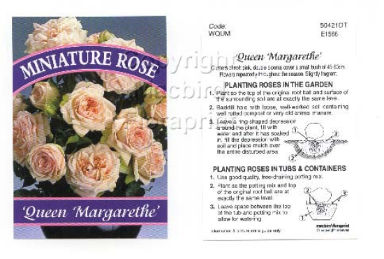 Picture of ROSE MINI QUEEN MARGARETHE                                                                                                                            