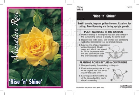 Picture of ROSE MINI RISE N SHINE                                                                                                                                