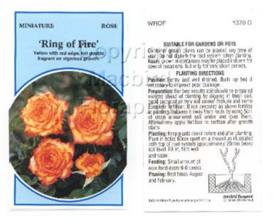 Picture of ROSE MINI RING OF FIRE                                                                                                                                