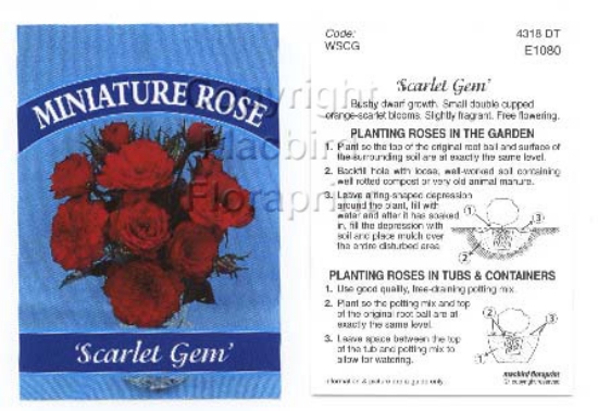 Picture of ROSE MINI SCARLET GEM                                                                                                                                 