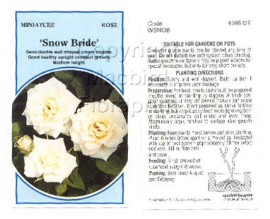 Picture of ROSE MINI SNOW BRIDE                                                                                                                                  