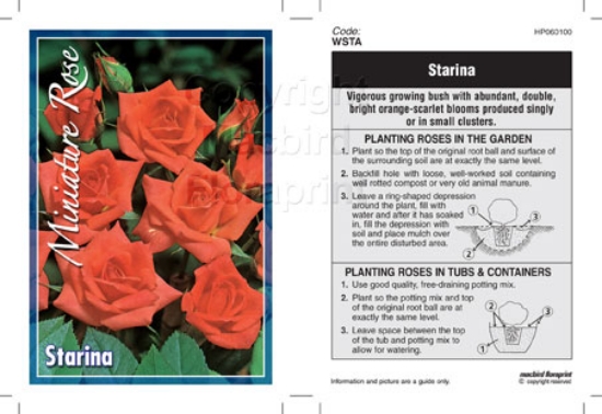 Picture of ROSE MINI STARINA                                                                                                                                     