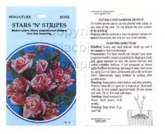Picture of ROSE MINI STARS N STRIPES                                                                                                                             
