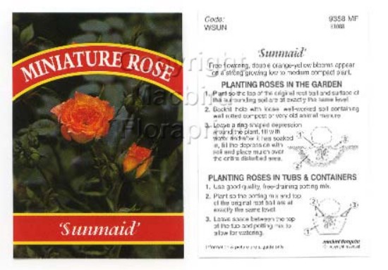 Picture of ROSE MINI SUN MAID                                                                                                                                    