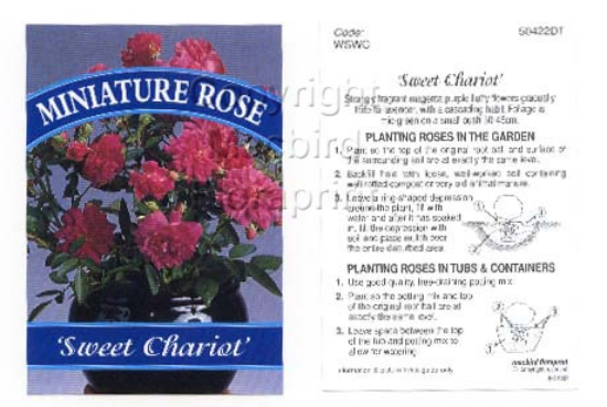 Picture of ROSE MINI SWEET CHARIOT                                                                                                                               