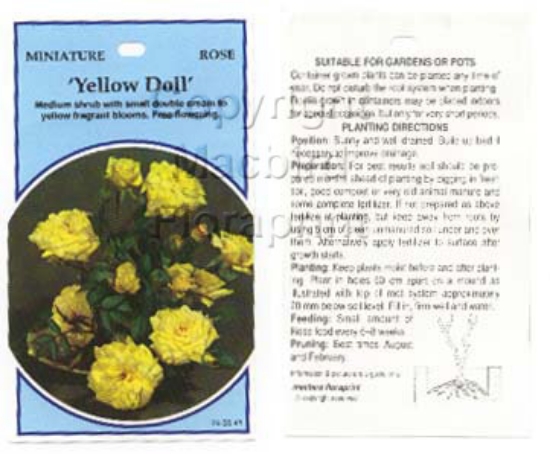 Picture of ROSE MINI YELLOW DOLL                                                                                                                                 