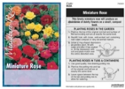 Picture of ROSE MINI - MIXED PICTURE (UNNAMED VARIETY)                                                                                                           