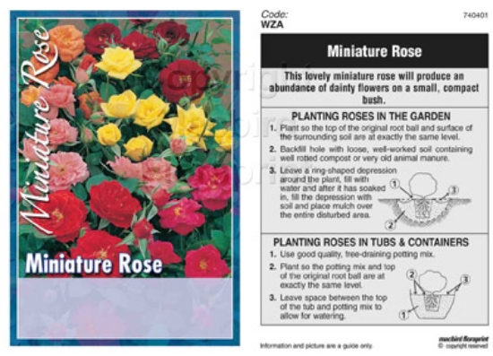 Picture of ROSE MINI - MIXED PICTURE (UNNAMED VARIETY)                                                                                                           