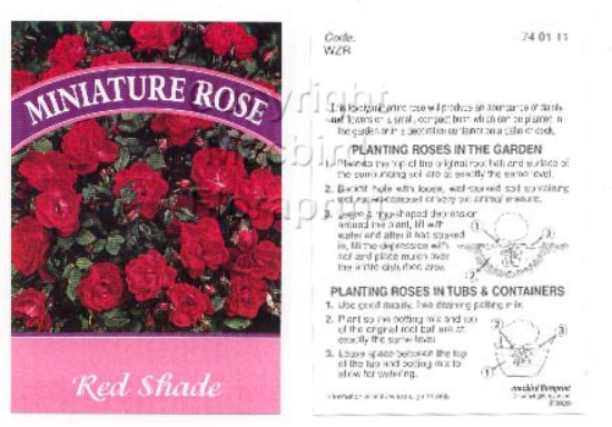 Picture of ROSE MINI RED SHADE (UNNAMED VARIETY)                                                                                                                 
