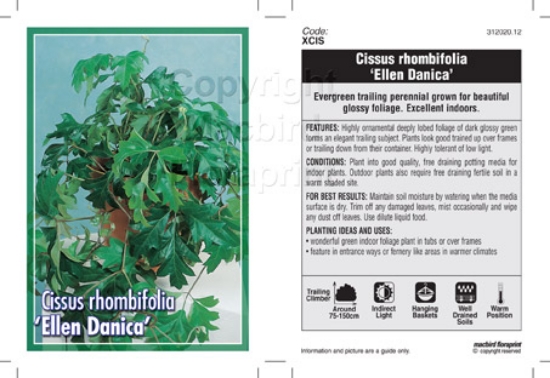 Picture of CISSUS RHOMBIFOLIA ELLEN DANICA                                                                                                                       