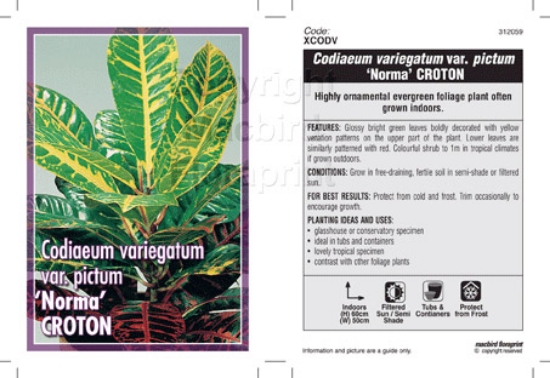 Picture of HOUSEPLANT CODIAEUM VARIEGATUM VAR PICTUM NORMA CROTON                                                                                                