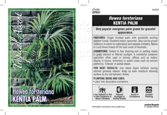 Picture of PALM HOWEA FORSTERIANA KENTIA PALM                                                                                                                    