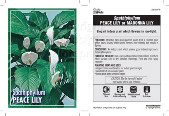 Picture of HOUSEPLANT SPATHIPHYLLUM                                                                                                                              