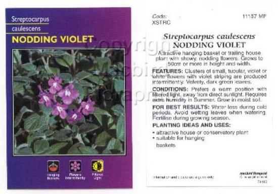 Picture of STREPTOCARPUS CAULESCENS NODDING VIOLET                                                                                                               