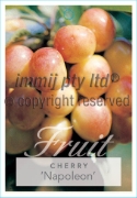 Picture of FRUIT CHERRY NAPOLEON                                                                                                                                 