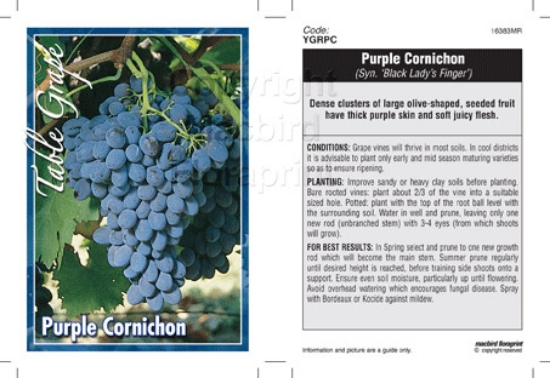 Picture of FRUIT GRAPE TABLE PURPLE CORNICHON                                                                                                                    