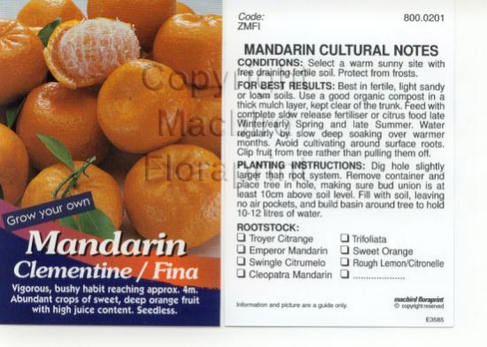 Picture of FRUIT CITRUS MANDARIN CLEMENTINE FINA                                                                                                                 
