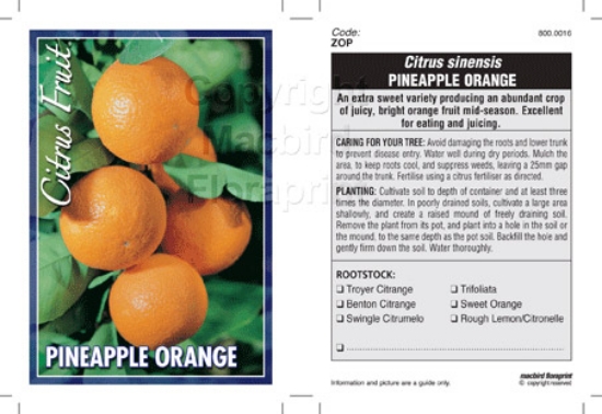 Picture of FRUIT CITRUS ORANGE PINEAPPLE                                                                                                                         