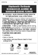 Picture of STEPHANOTIS FLORIBUNDA HAWAIIAN WEDDING FLOWER                                                                                                        