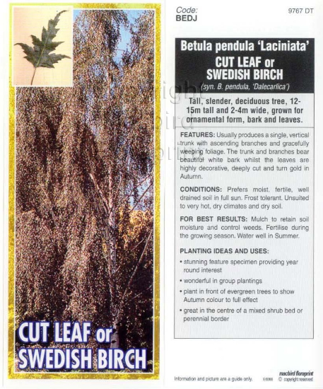 Picture of BETULA PENDULA LACINIATA CUT LEAF OR SWEDISH BIRCH Jumbo Tag                                                                                          