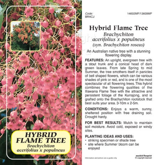 Picture of BRACHYCHITON ACERIFOLIUS POPULNEUS Jumbo Tag                                                                                                          