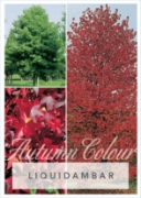Picture of LIQUIDAMBAR STYRACIFLUA Jumbo Tag                                                                                                                     