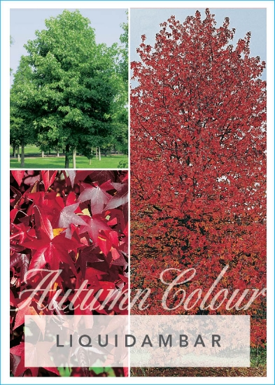 Picture of LIQUIDAMBAR STYRACIFLUA Jumbo Tag                                                                                                                     