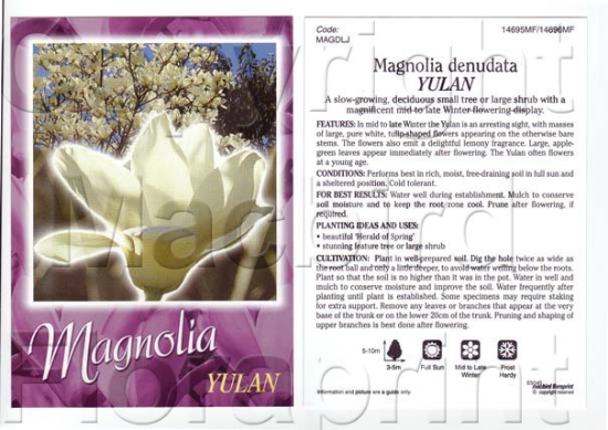Picture of MAGNOLIA YULAN Jumbo Tag                                                                                                                              