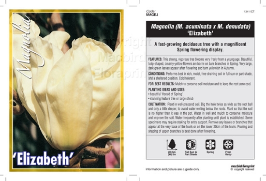 Picture of MAGNOLIA ELIZABETH Jumbo Tag                                                                                                                          