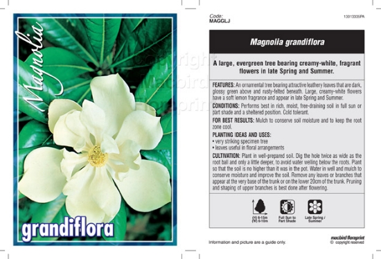 Picture of MAGNOLIA GRANDIFLORA Jumbo Tag                                                                                                                        