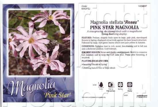 Picture of MAGNOLIA STELLATA ROSEA PINK STAR Jumbo Tag                                                                                                           
