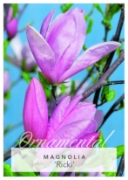 Picture of MAGNOLIA RICKI Jumbo Tag                                                                                                                              