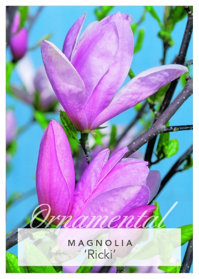 Picture of MAGNOLIA RICKI Jumbo Tag                                                                                                                              