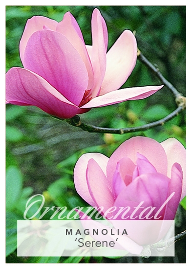 Picture of MAGNOLIA SERENE Jumbo Tag                                                                                                                             