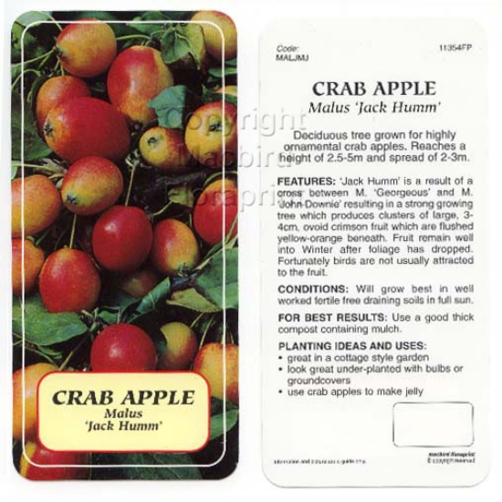 Picture of MALUS JACK HUMM CRAB APPLE Jumbo Tag                                                                                                                  