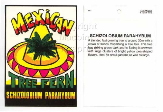Picture of SCHIZOLOBIUM MEXICAN TREE FERN Jumbo Tag                                                                                                              