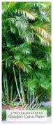 Picture of PALM CHRYSALIDOCARPUS LUTESCENS GOLDEN CANE Jumbo Tag                                                                                                 